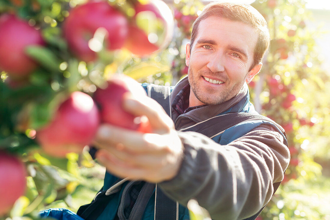 Male farmer harvesting ripe red apples