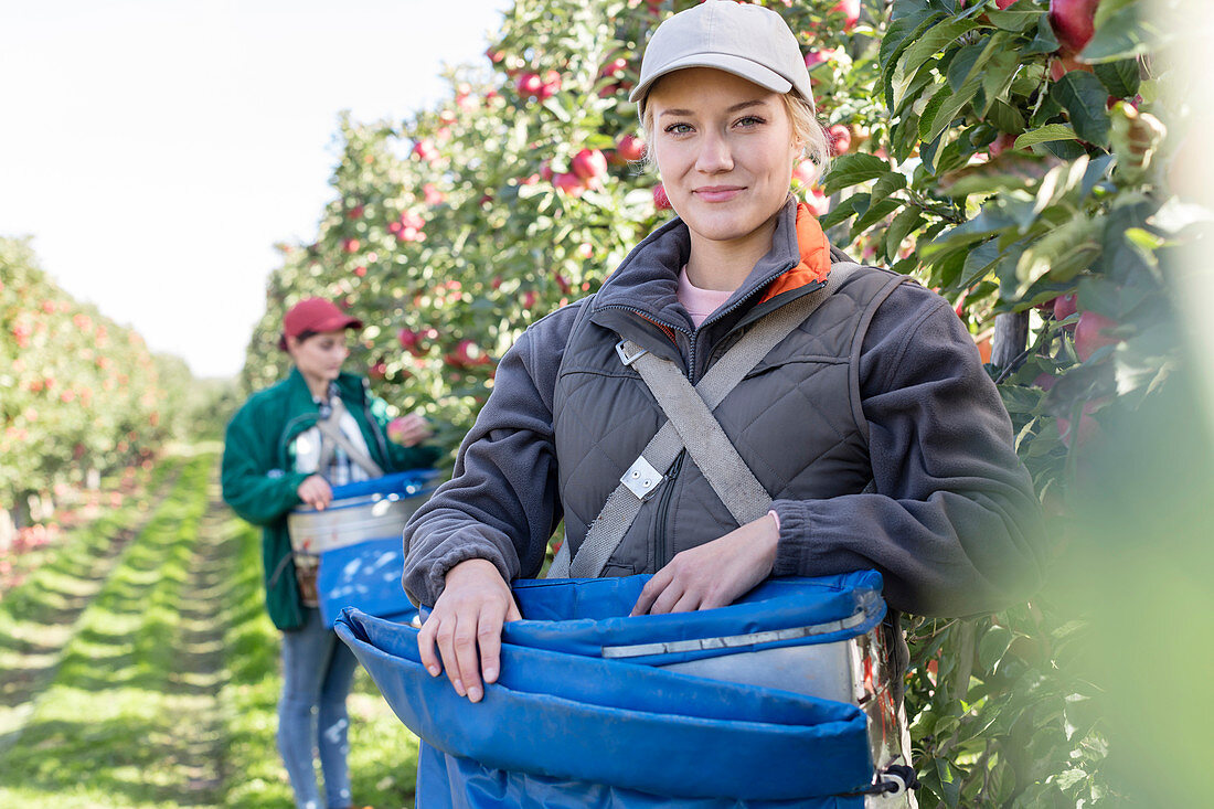 Portrait smiling female farmer harvesting apples
