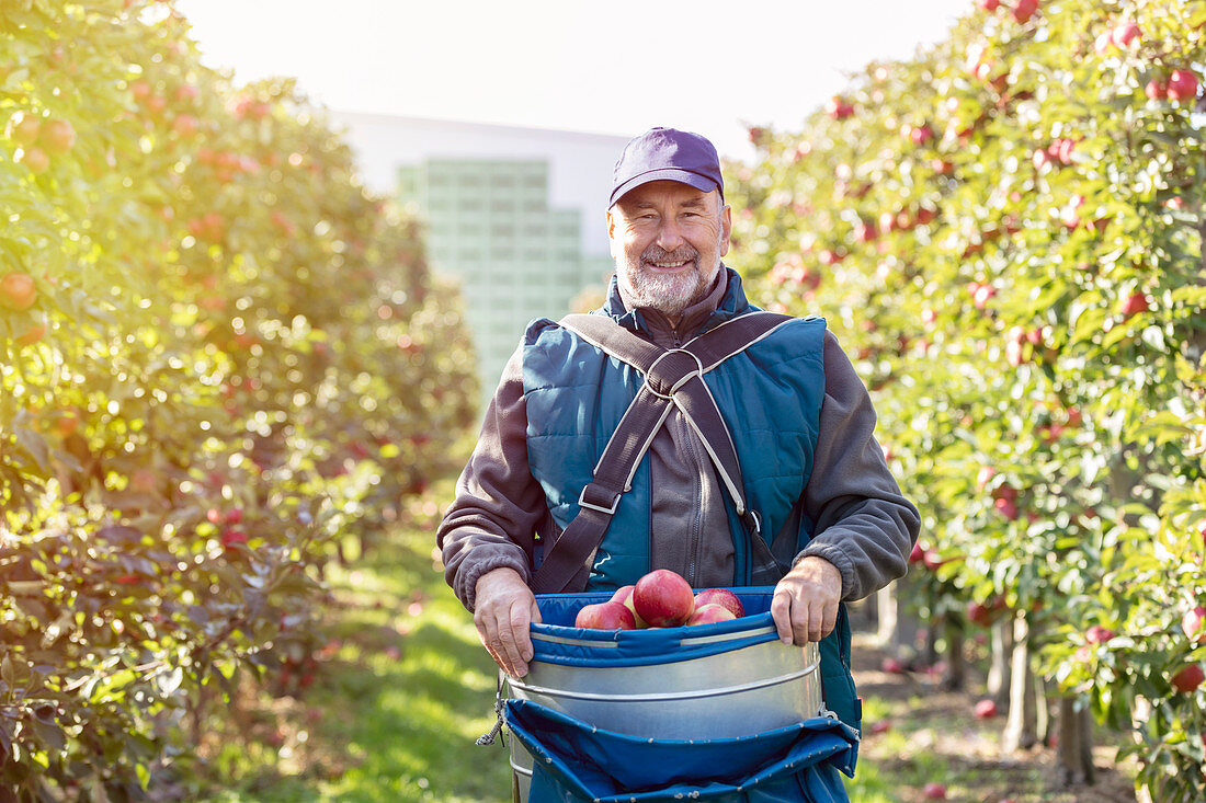 Male farmer harvesting red apples