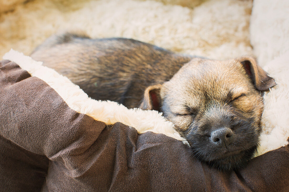 Close up sleeping puppy dog in dog bed