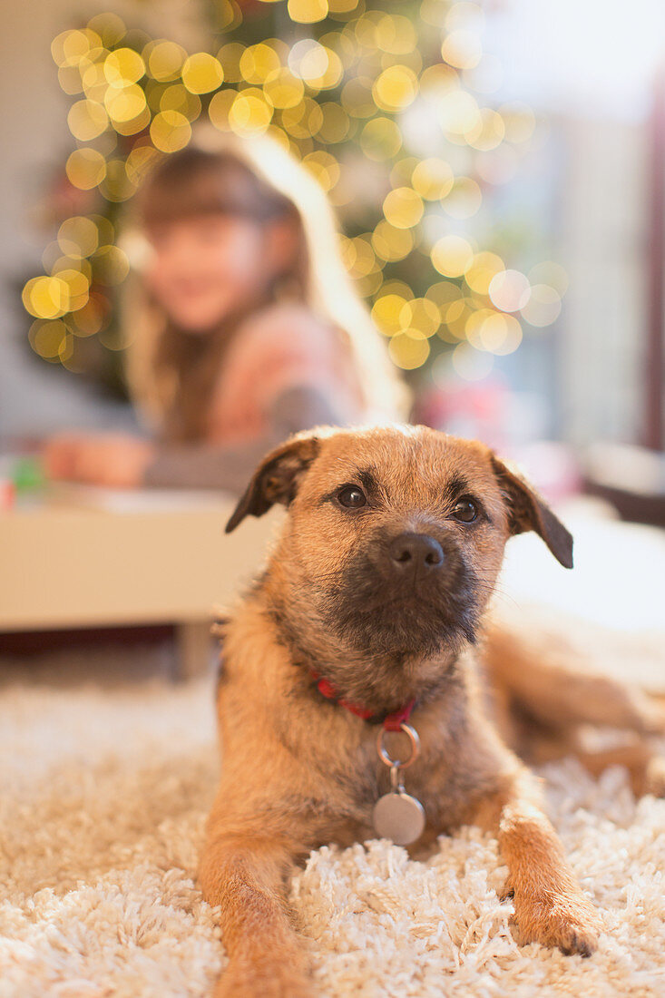 Portrait cute dog laying on rug