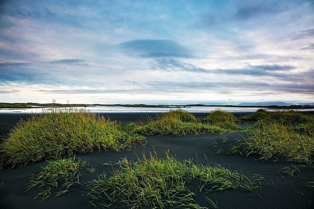 Green grass growing sand beach, Iceland