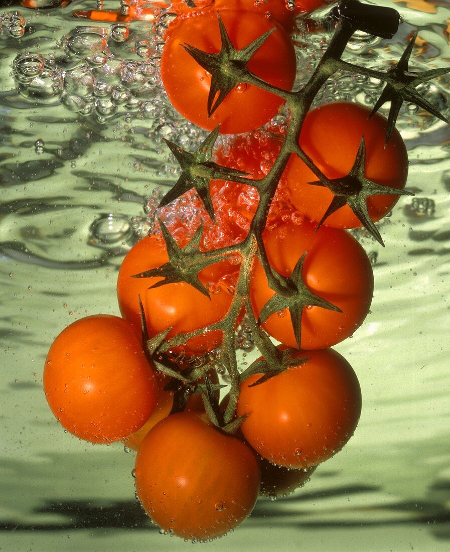 Vine Ripened Tomatoes in Water