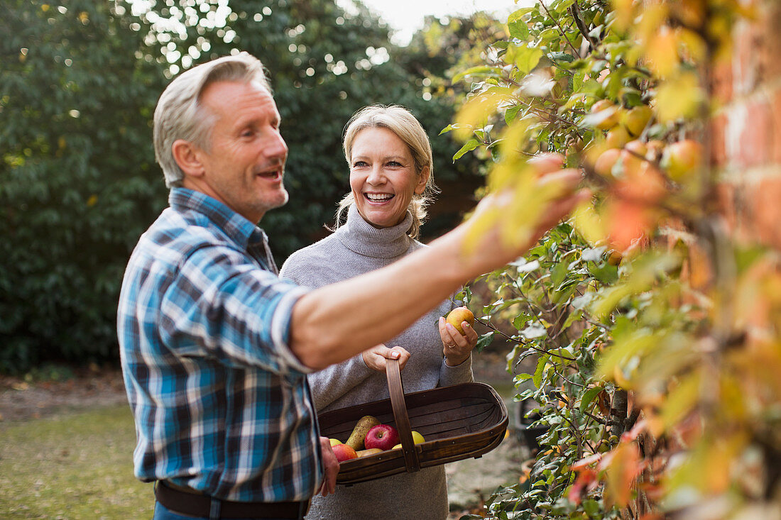 Mature couple harvesting apples in garden