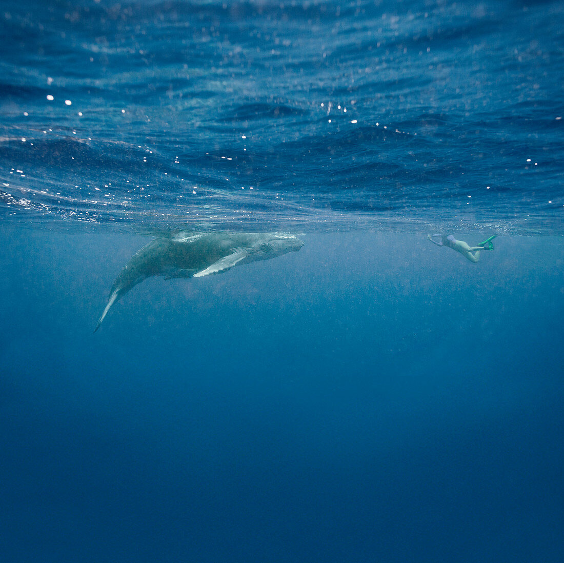 Woman snorkelling near Humpback Whale calf