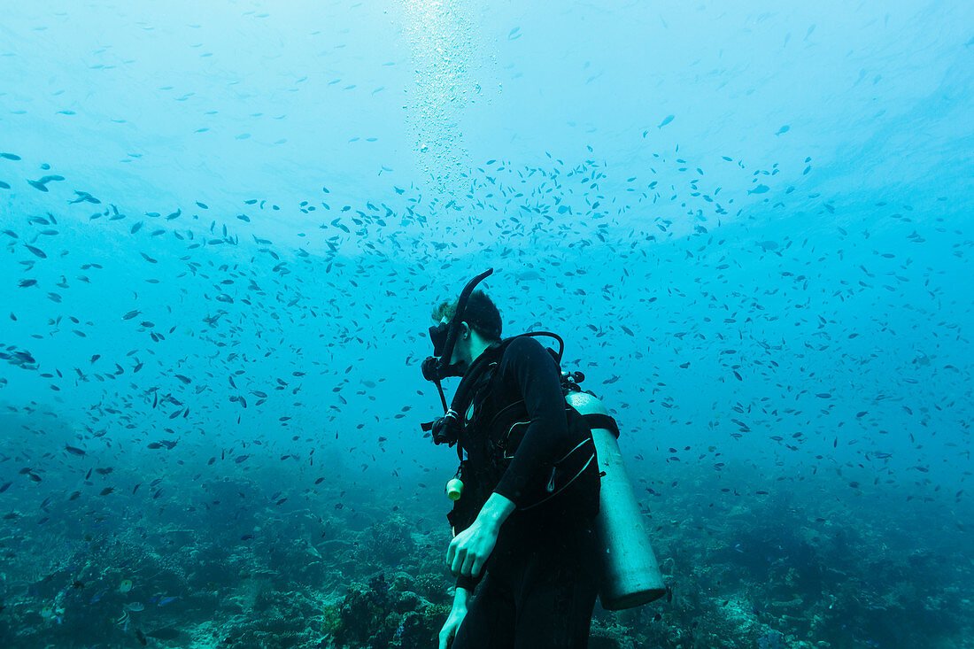 Man scuba diving underwater among school of fish