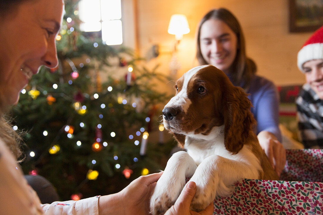 Family with puppy dog in Christmas gift box