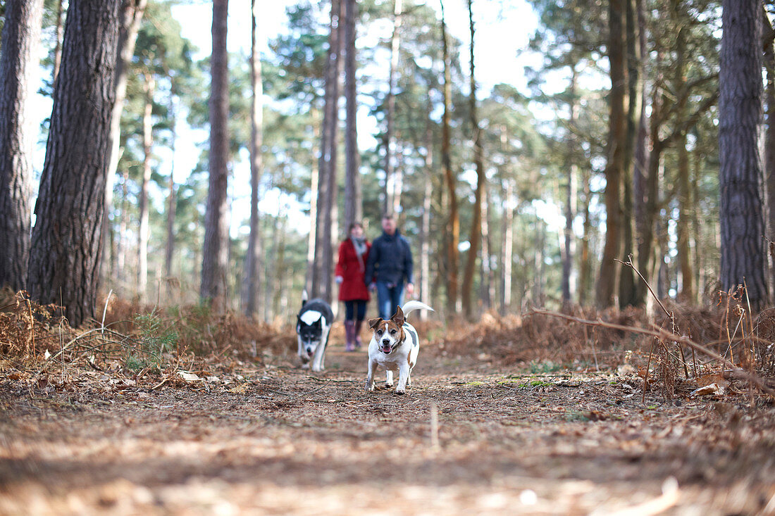 Dogs running ahead of couple hiking in autumn woods