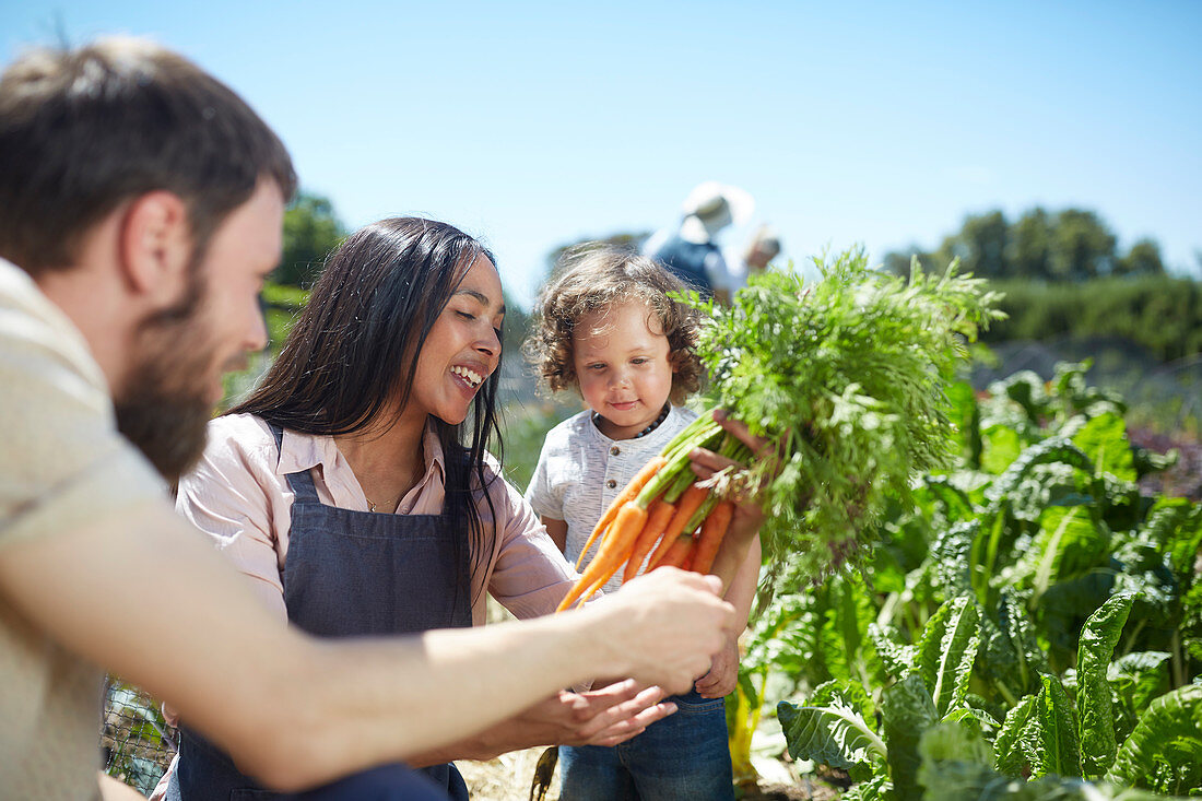 Family harvesting carrots in sunny vegetable garden