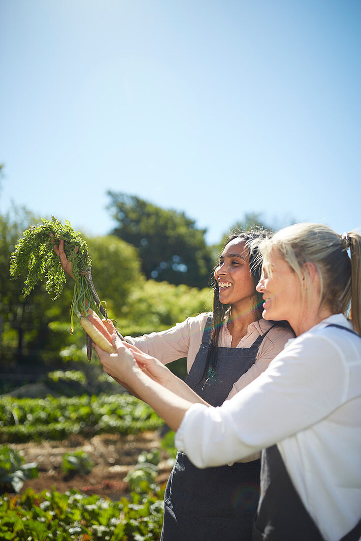 Smiling women harvesting carrots in sunny vegetable garden