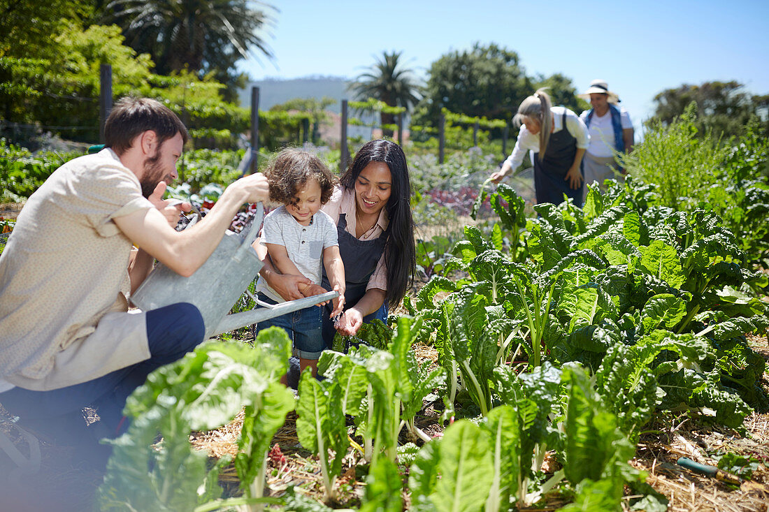 Young family watering vegetables in sunny garden