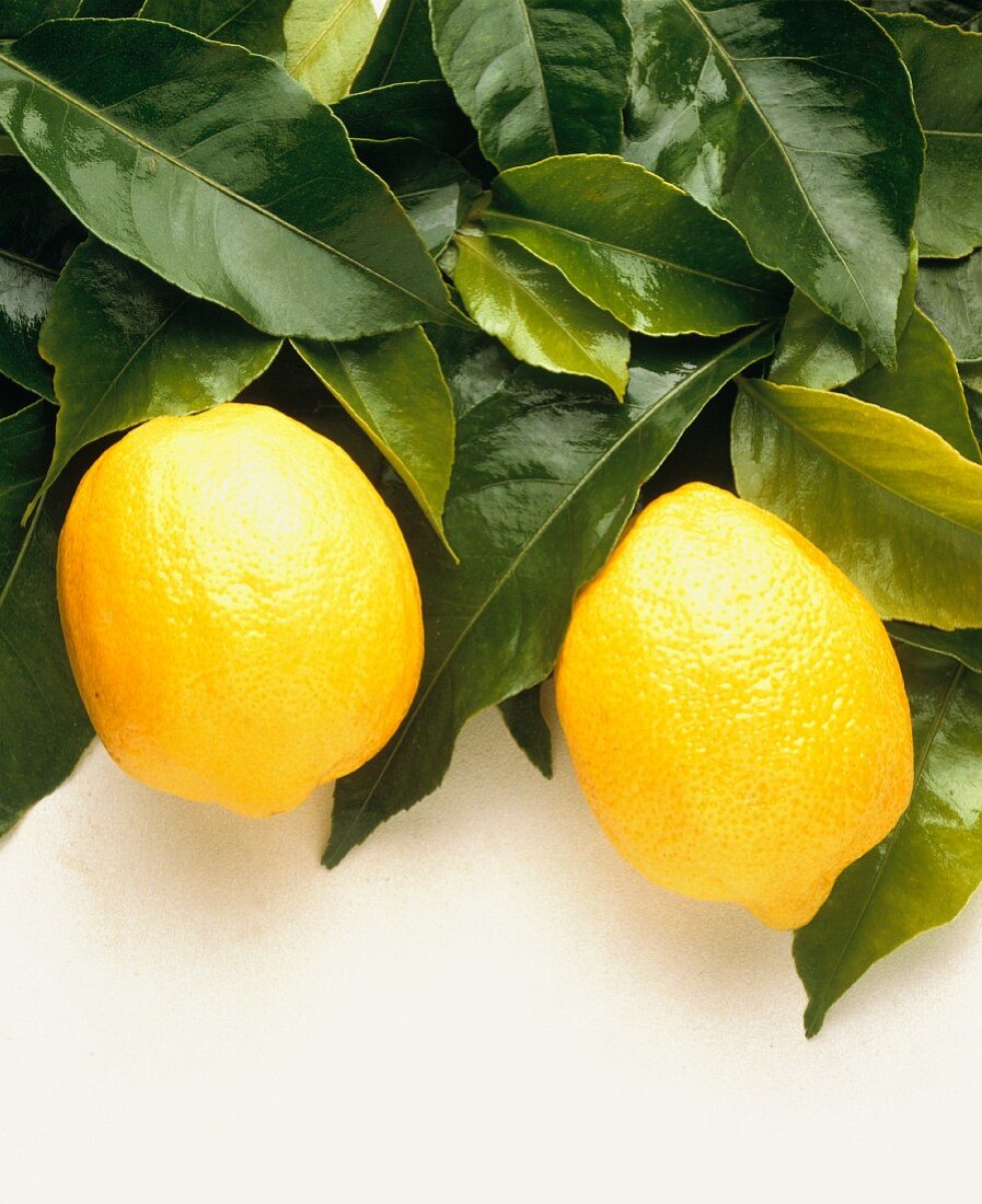 Zwei Zitronen auf Blättern vom Zitronenbaum