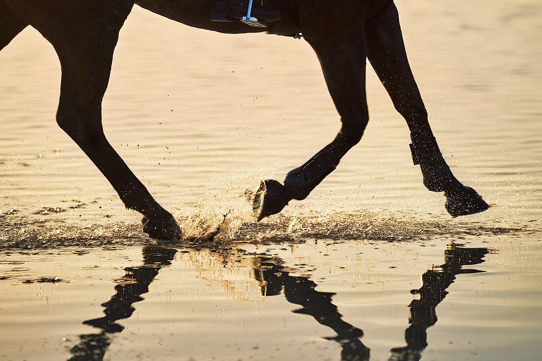 Horse hooves splashing in sunset ocean surf