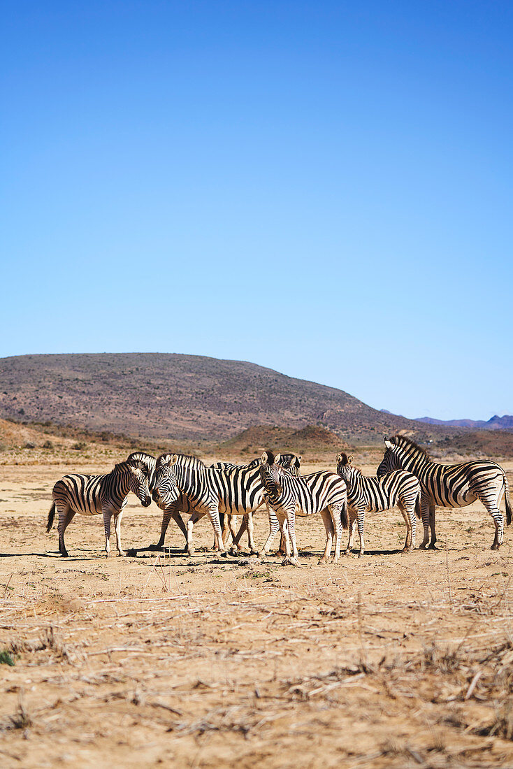 Zebras on sunny wildlife reserve