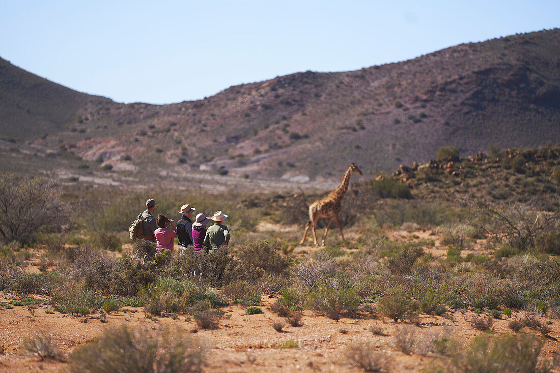 Group watching giraffe sunny wildlife reserve South Africa