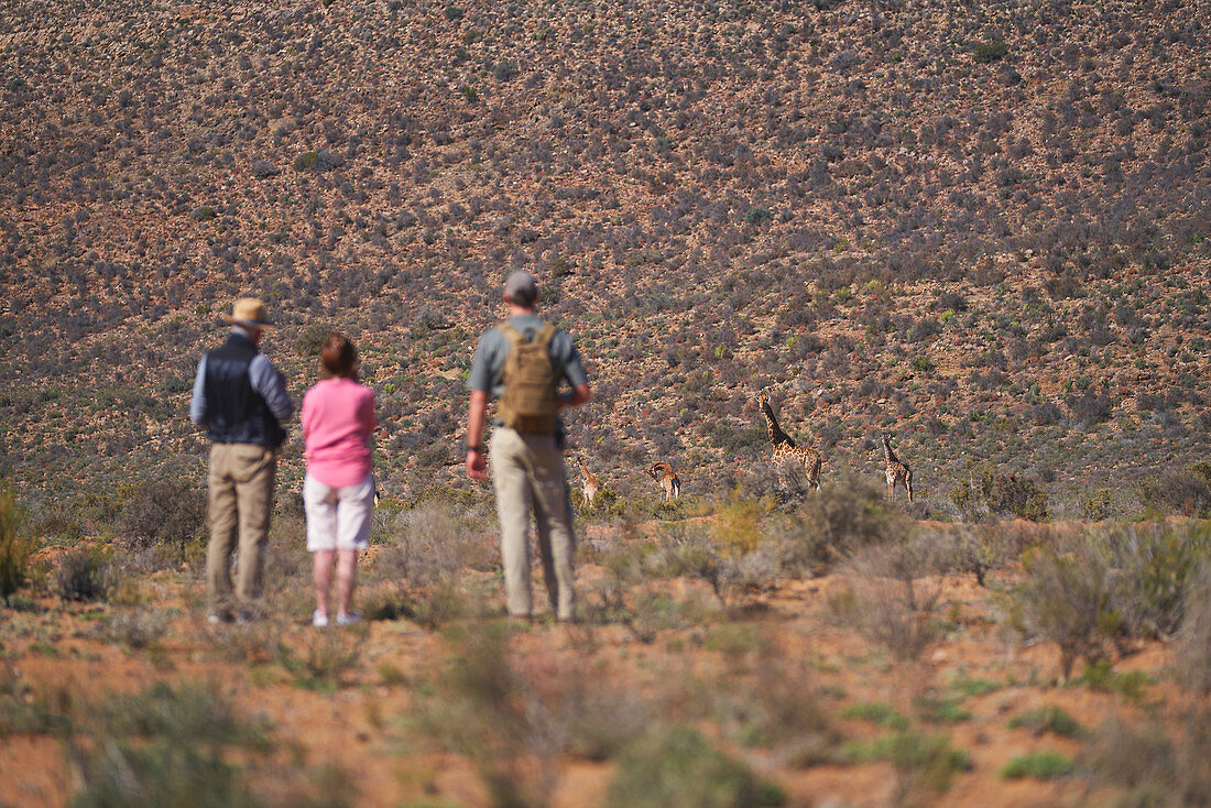 Group watching giraffes on sunny wildlife reserve