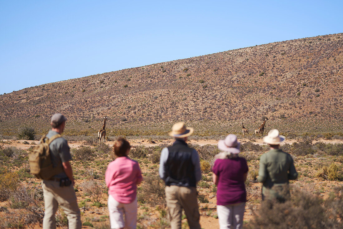 Group watching giraffes in distance South Africa