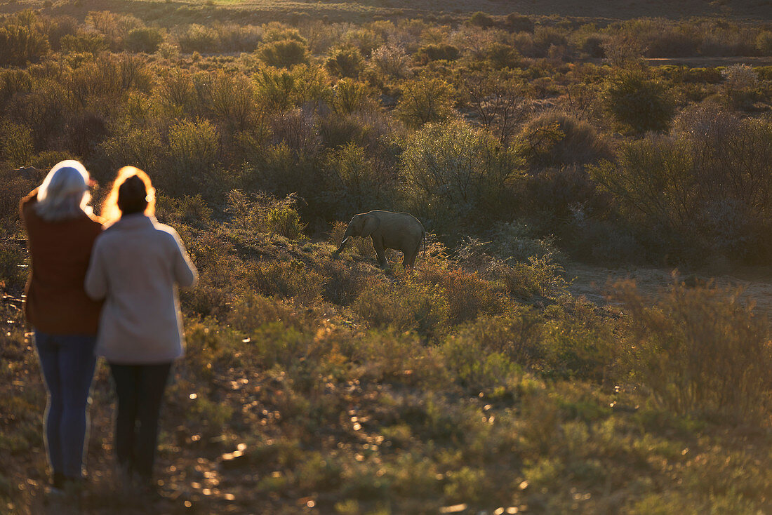 Women on safari watching elephant calf in grassland