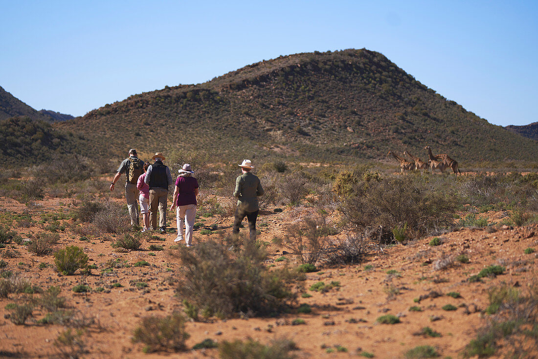 Safari tour group walking toward giraffes South Africa