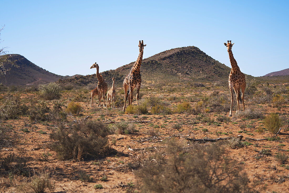 Giraffes in sunny remote grassland