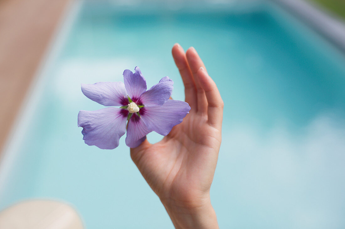 Close up hand holding tropical purple hibiscus at poolside