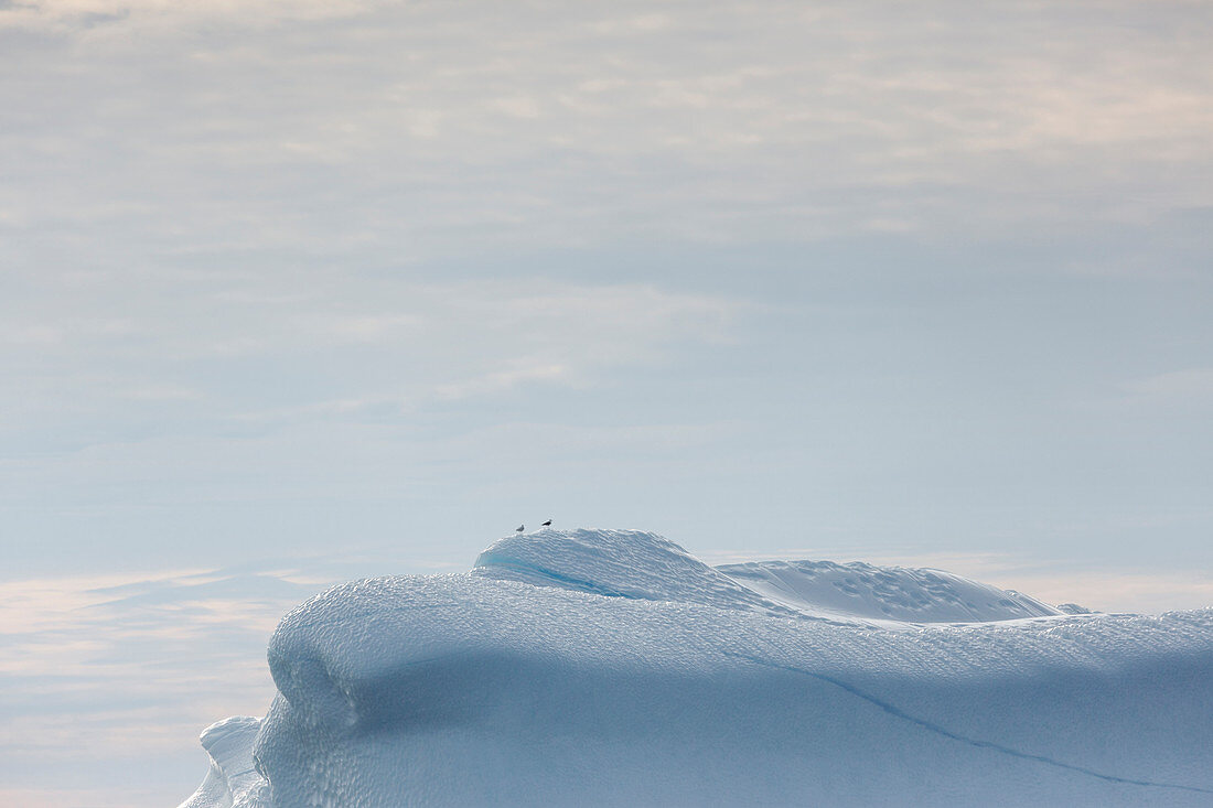Birds on top of melting icebergs Greenland