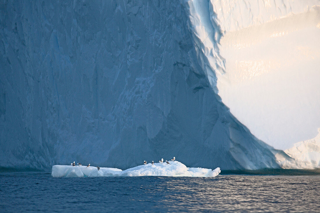 Birds perched on melting ice below iceberg