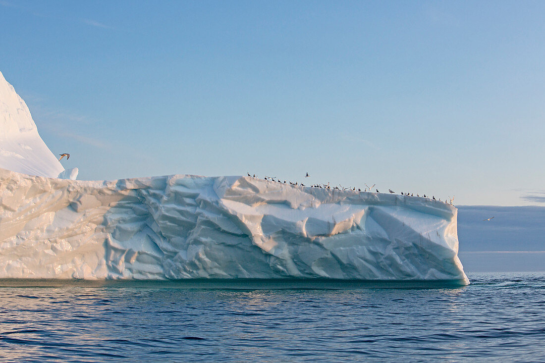 Birds gathering on top of iceberg on