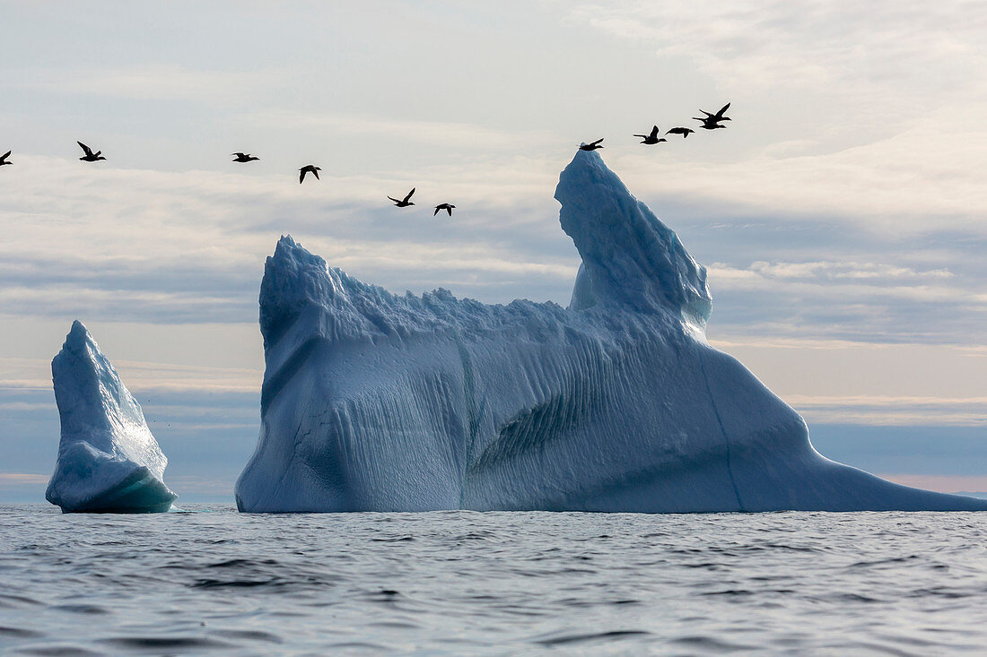 Birds flying over icebergs on Atlantic Ocean Greenland