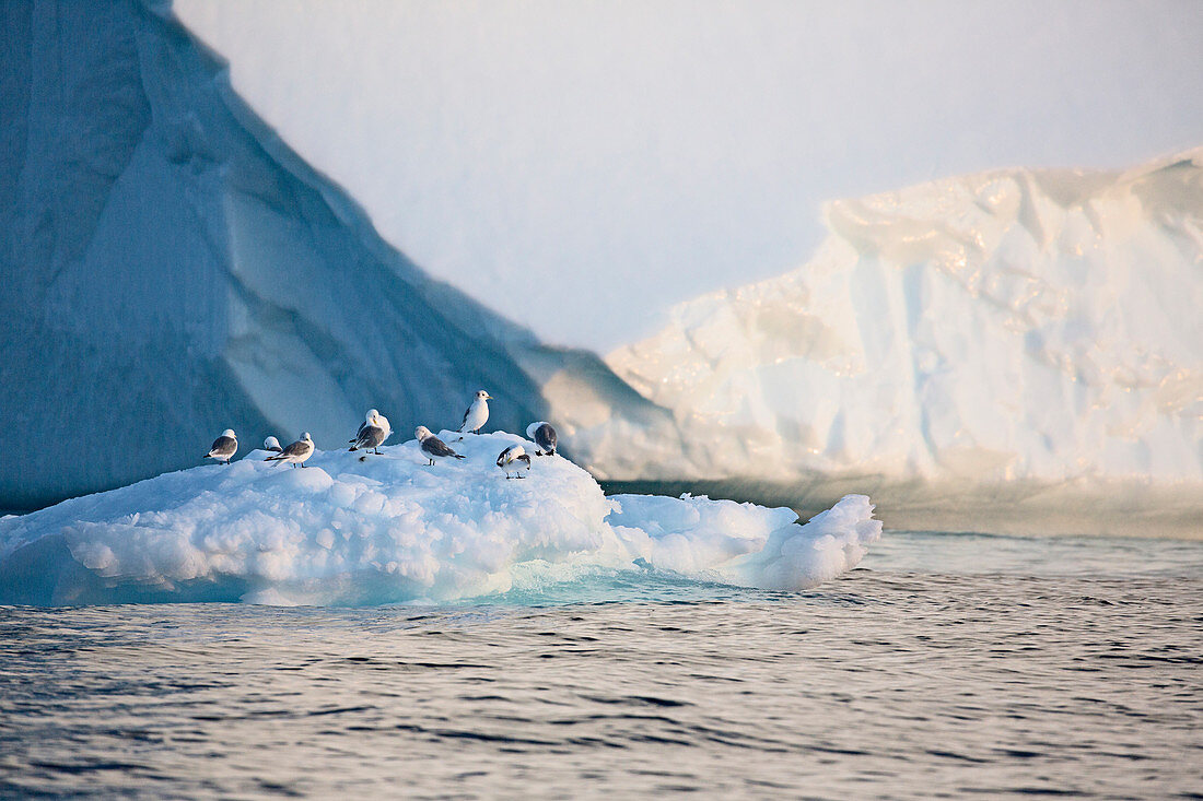 Birds on melting polar ice Atlantic Ocean Greenland