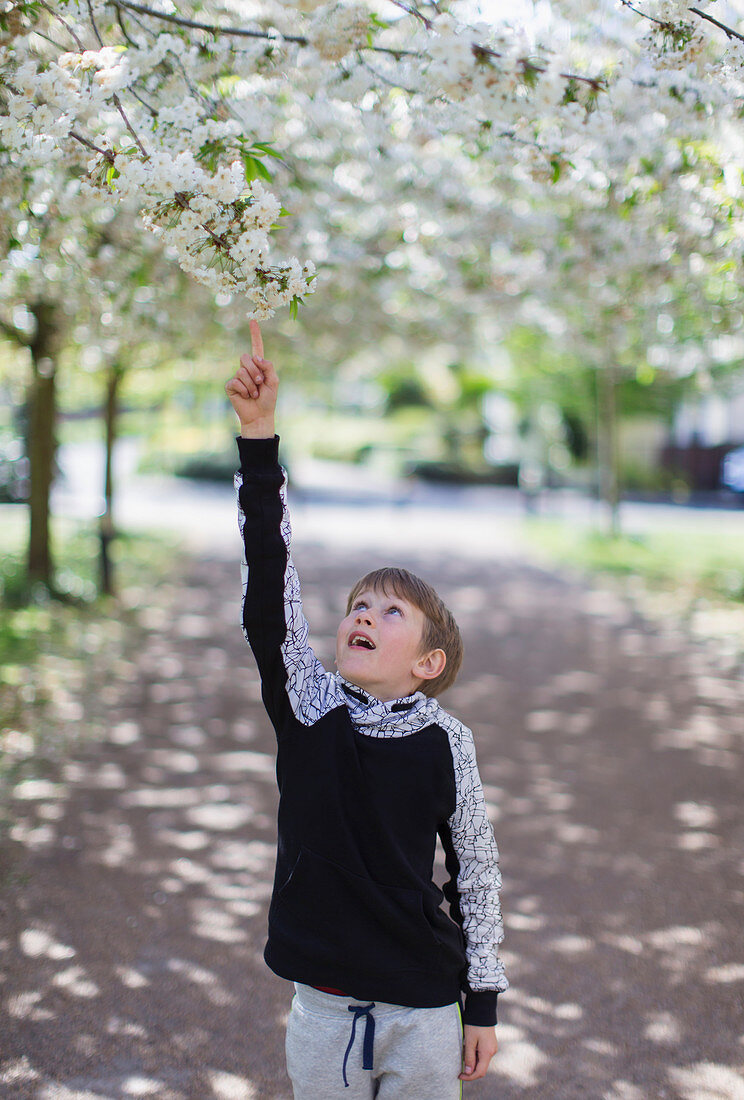 Boy reaching for apple blossoms on tree in park