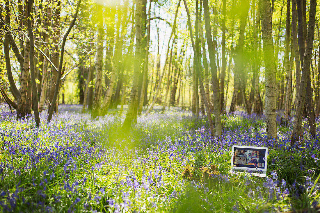 Video chat on laptop screen in sunny idyllic bluebell woods