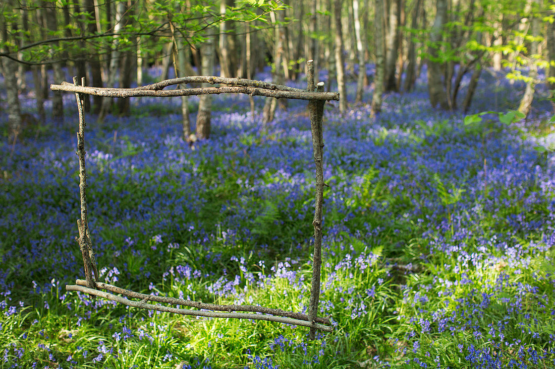 Wood stick frame over bluebell flowers growing in forest