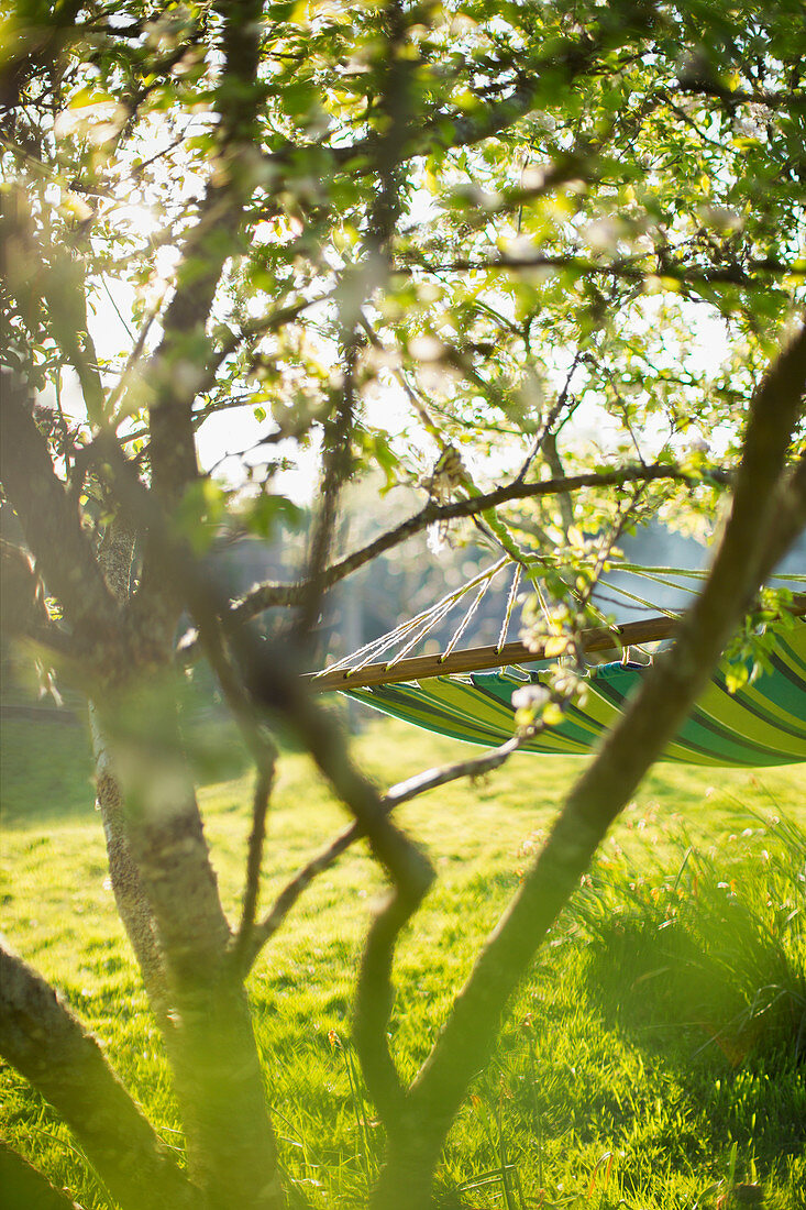 Hammock and tree in sunny idyllic garden