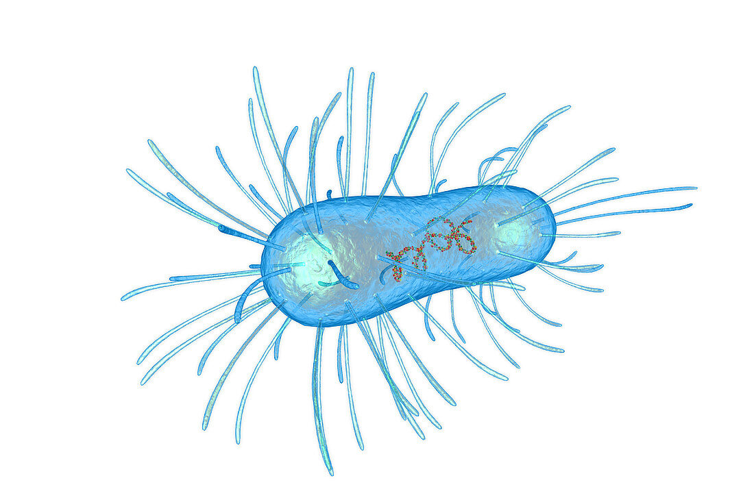 E-coli bacterium, illustration