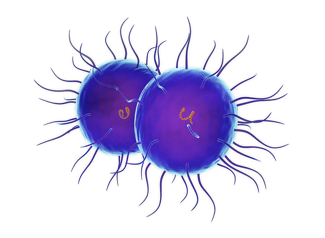 Neisseria Gonorrhoea bacterium, illustration