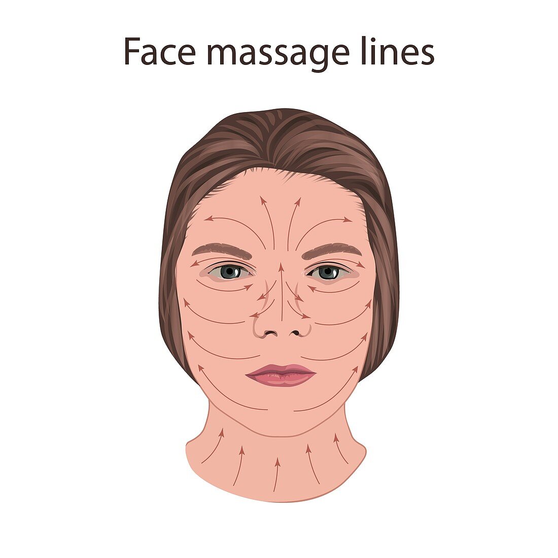 Face massage lines, illustration