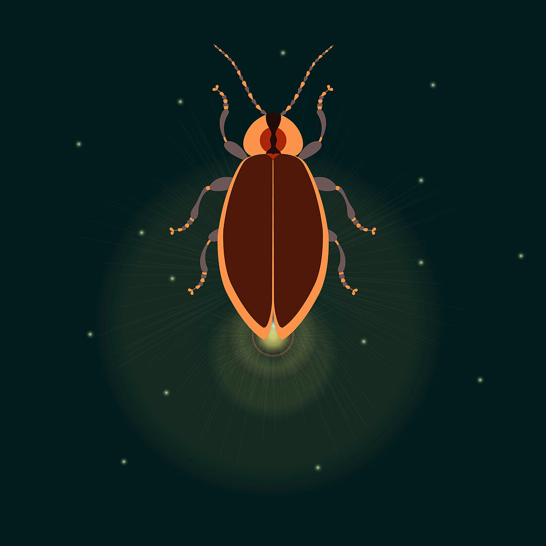 Firefly with closed wings, illustration