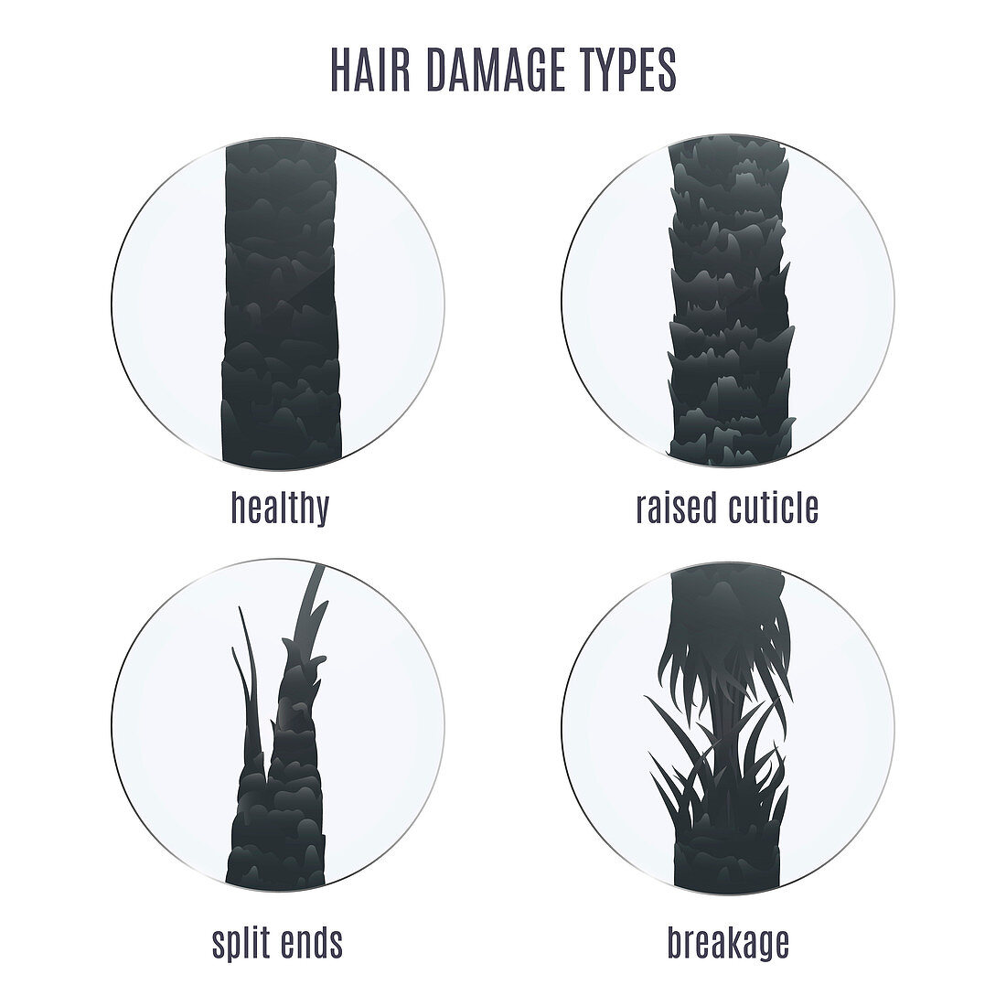 Hair damage types, illustration