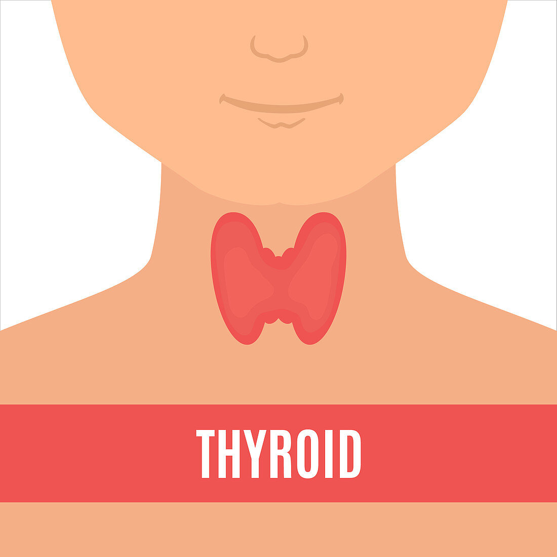 Thyroid gland of a man, illustration