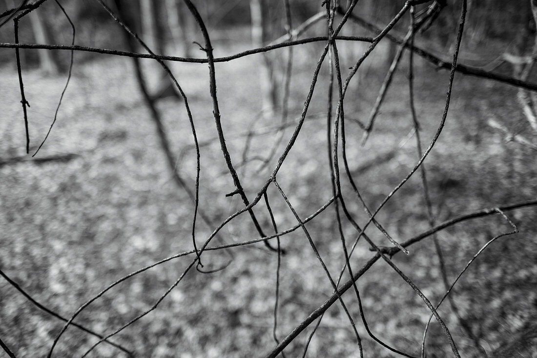Close up branches