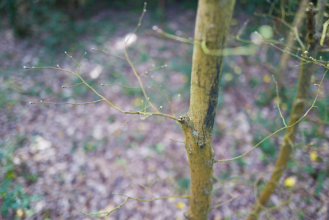 Close up buds on spring tree