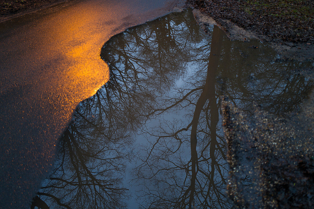 Reflection of trees in roadside puddle