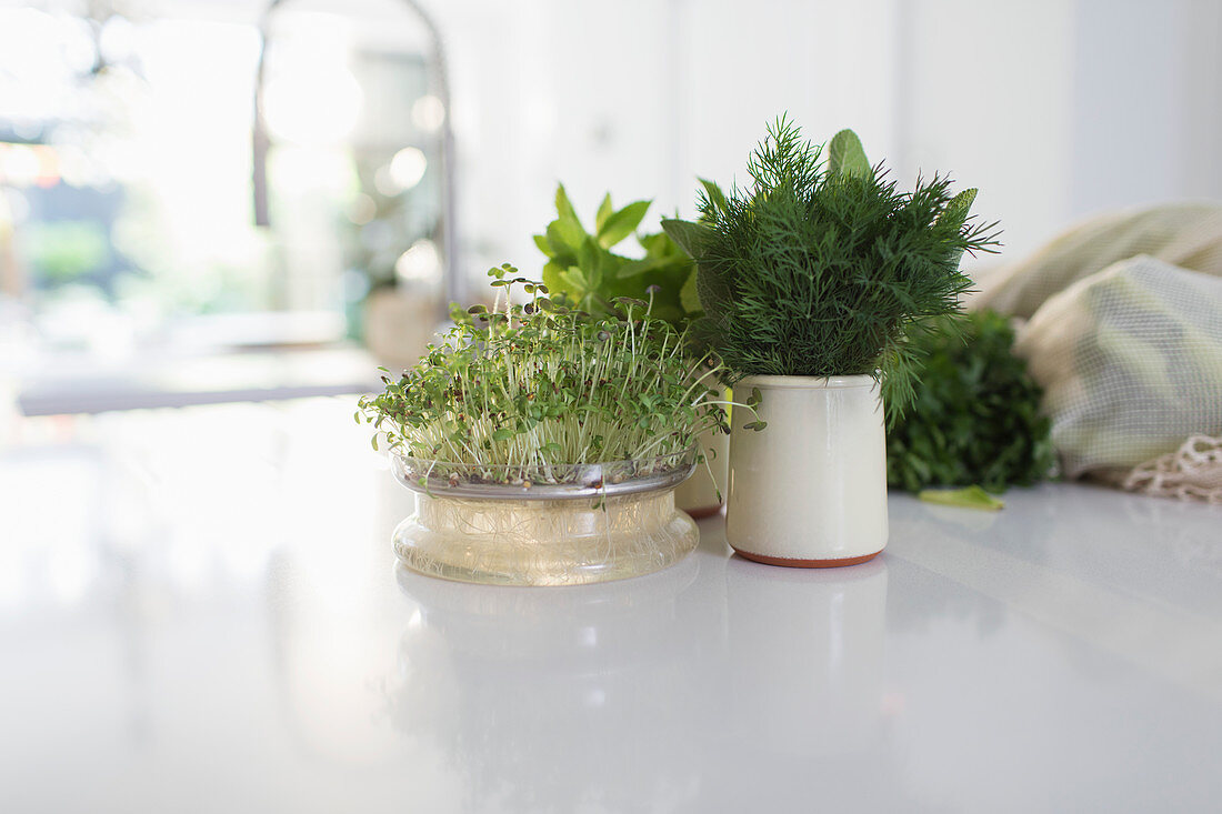 Herbs and alfalfa on kitchen counter