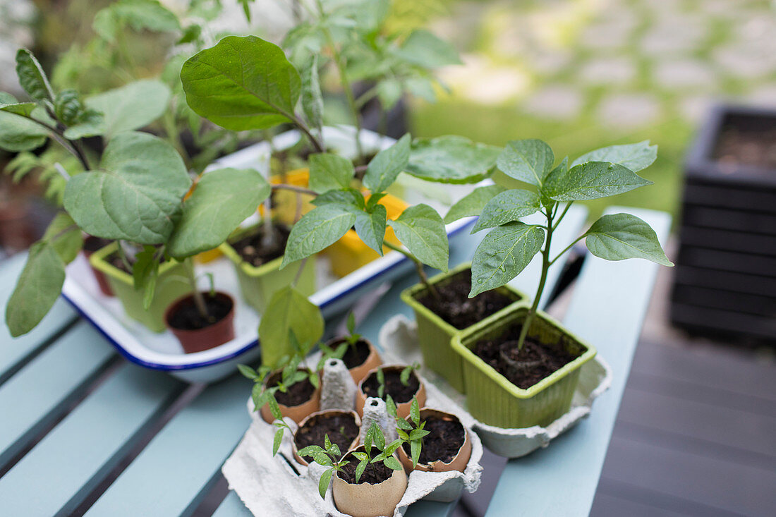 Tiny potted plants on patio table