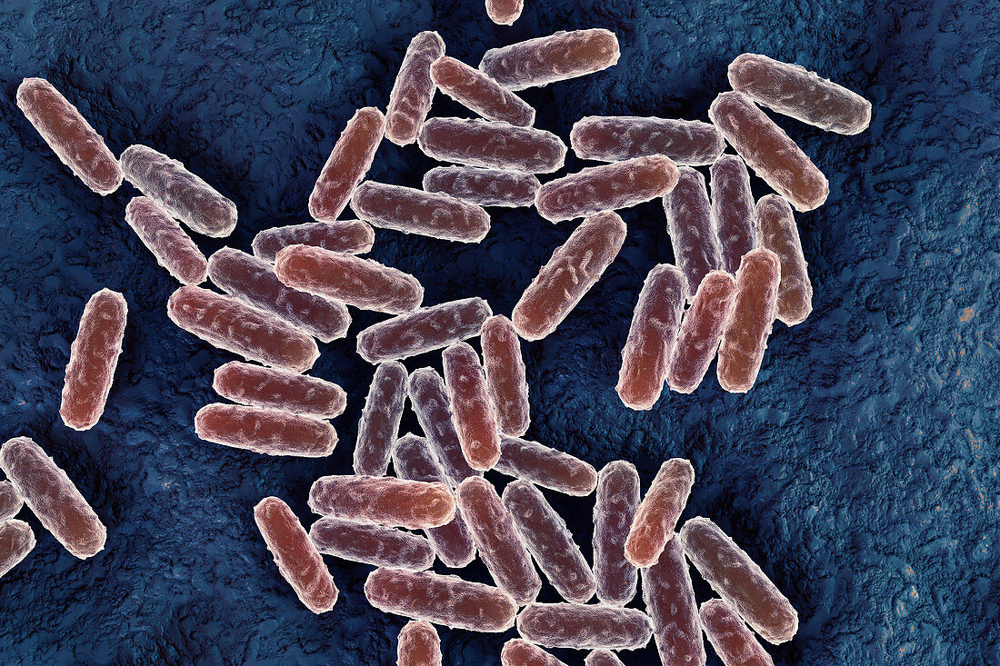 Yersinia pestis bacteria, illustration