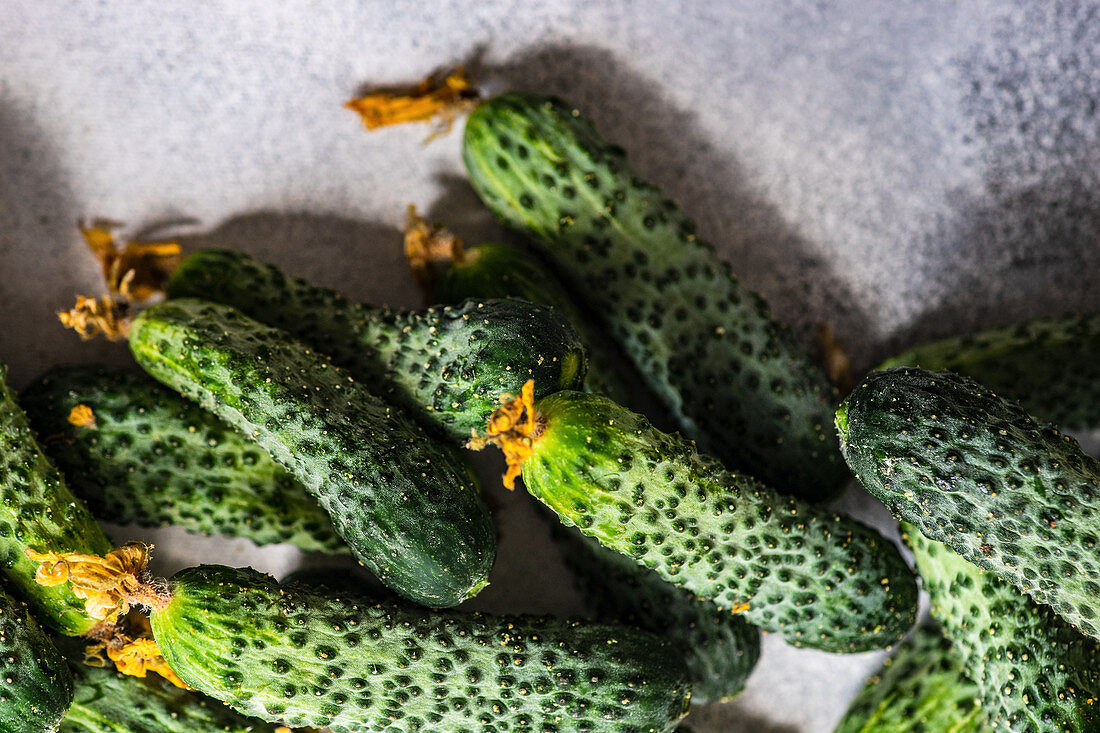 Fresh raw cucumber