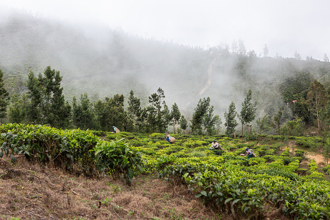 Teeplantage in Kerala, Indien