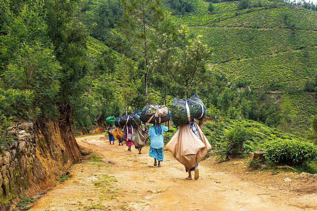 Teeplantage in Kerala, Indien