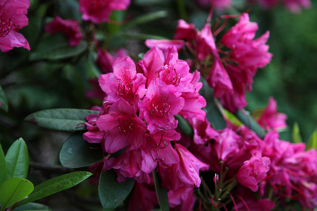 Blühender Rhododendron